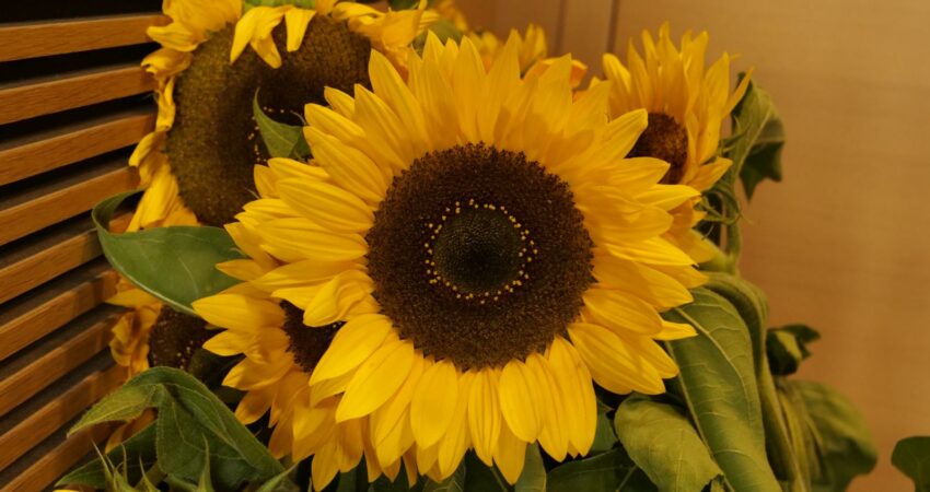 K1600_Sonnenblume